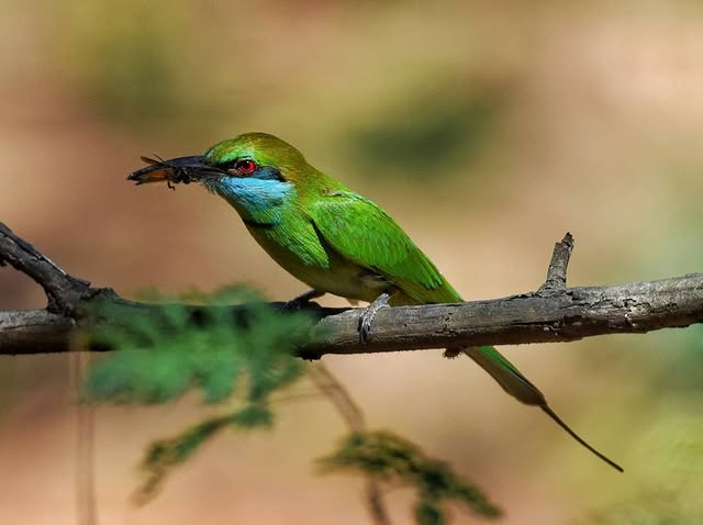 Bee Eater