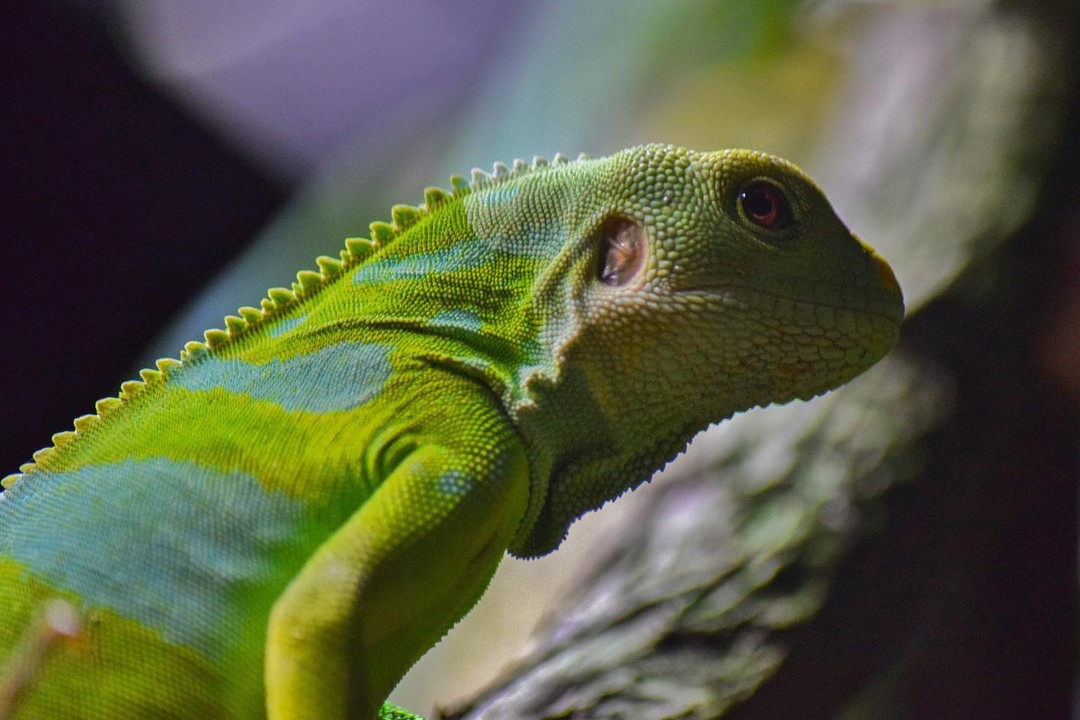 BrachylophusFasciatus