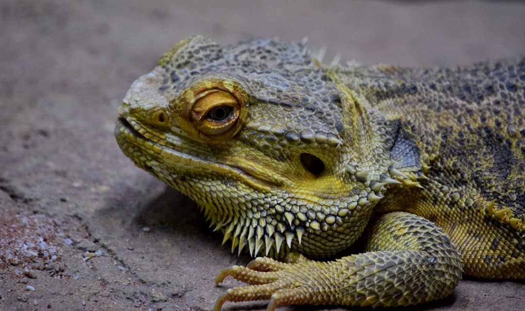Central Bearded Dragon
