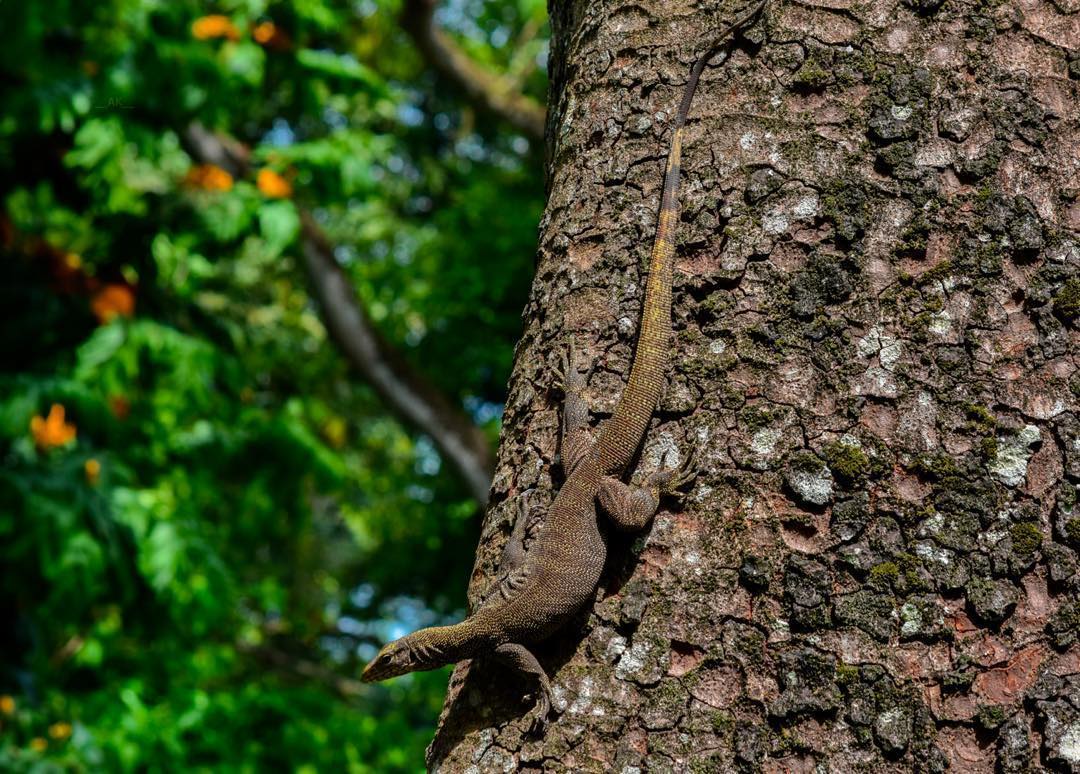 Clouded Monitor