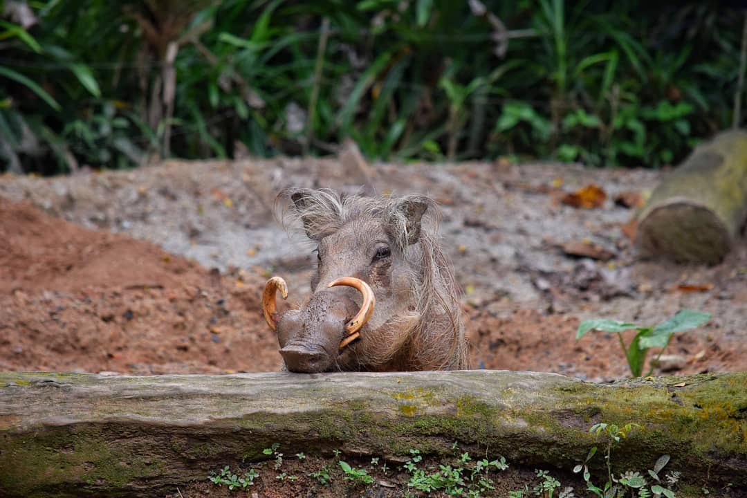 Common Warthog