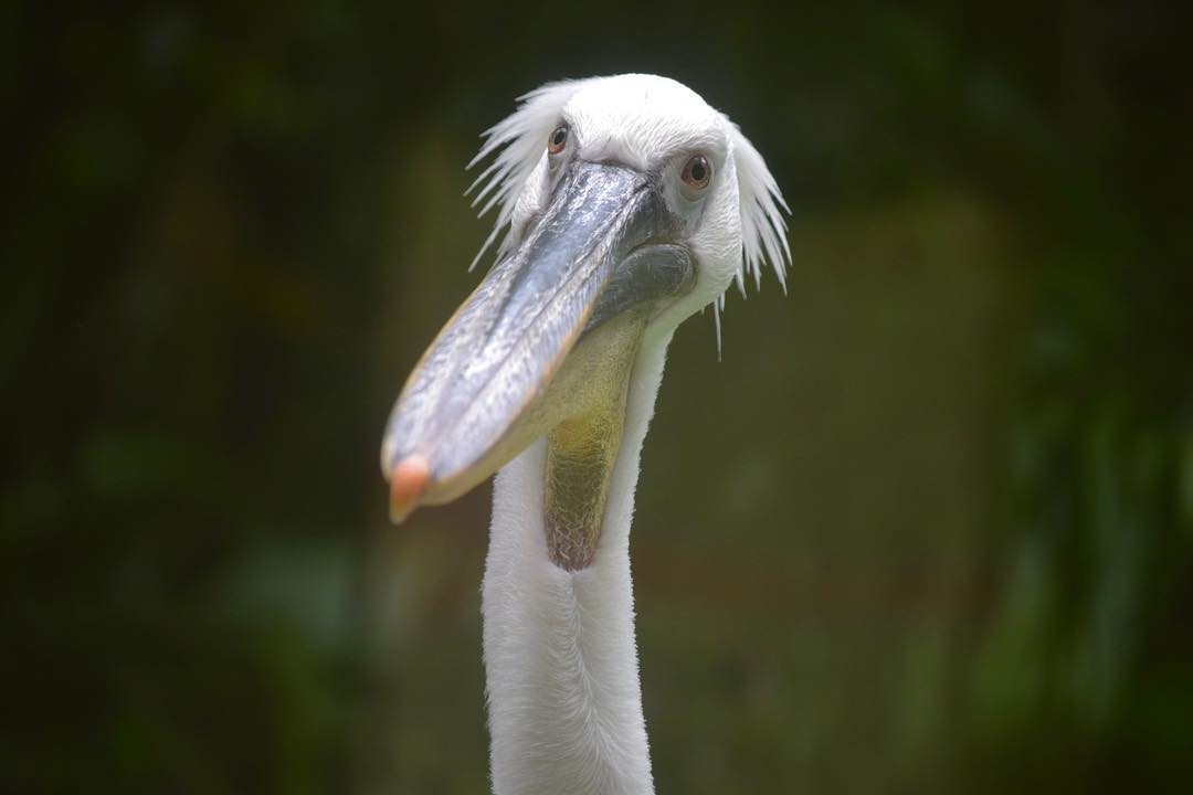 DalmatianPelican