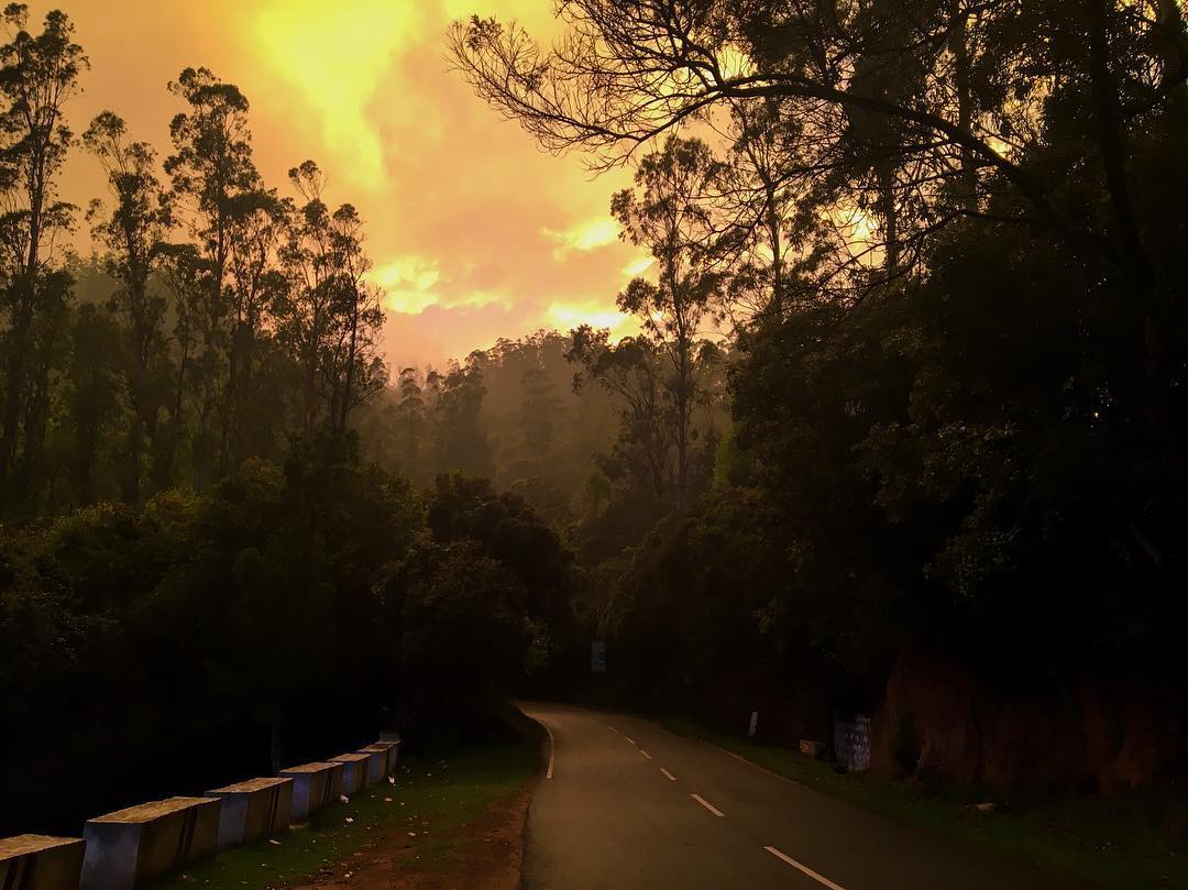 Dusky Golden Path