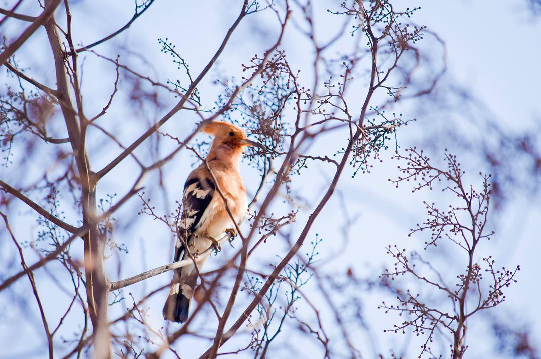 Eurasian Hoopoe