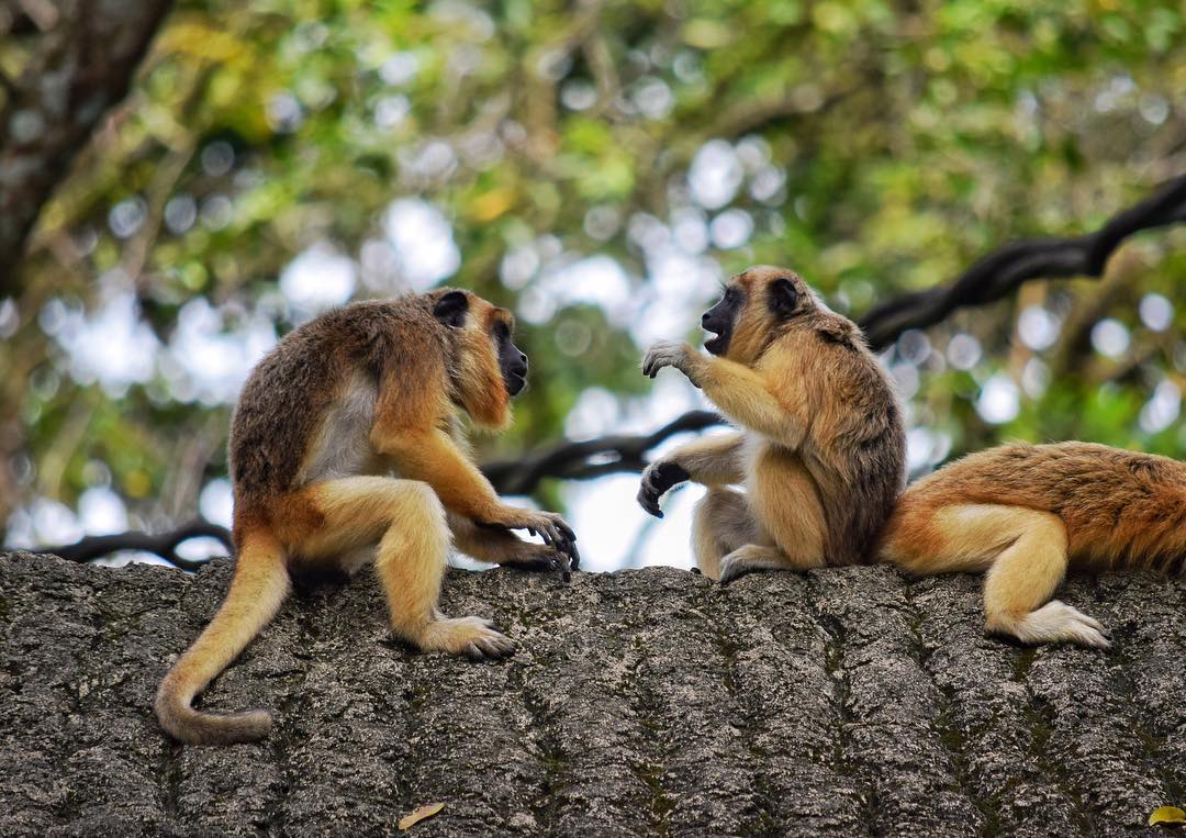 Gibbon