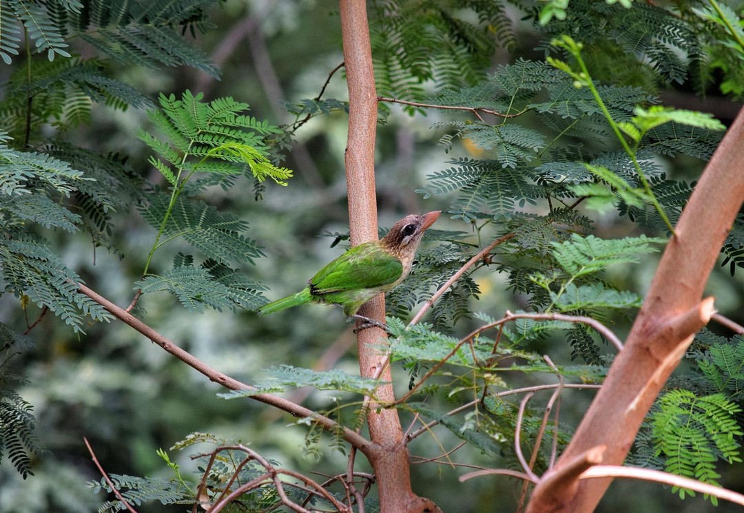 Green Barbet