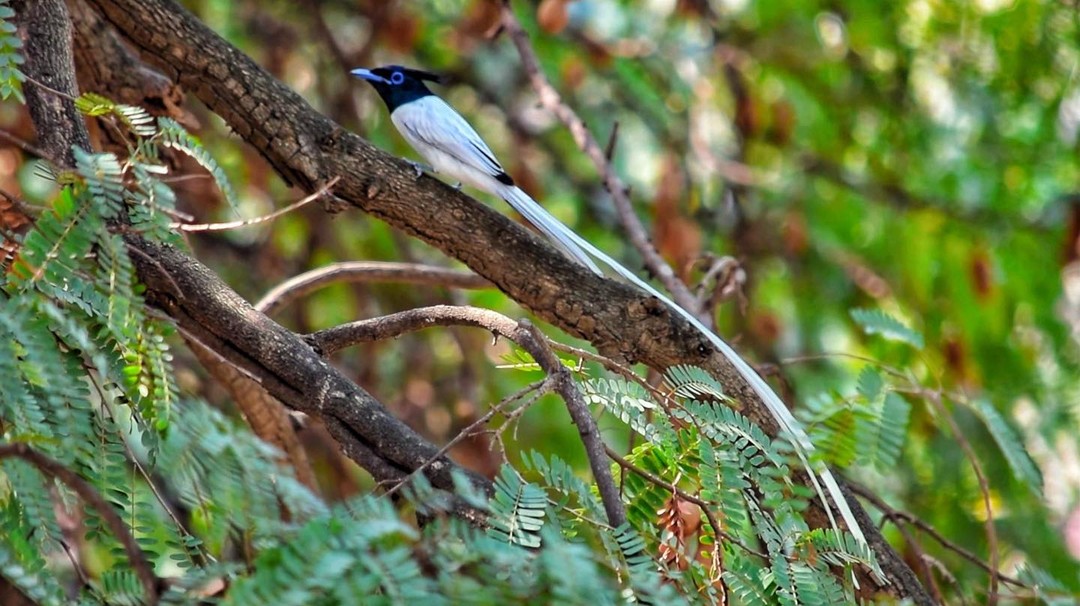 IndianParadiseFlycatcher
