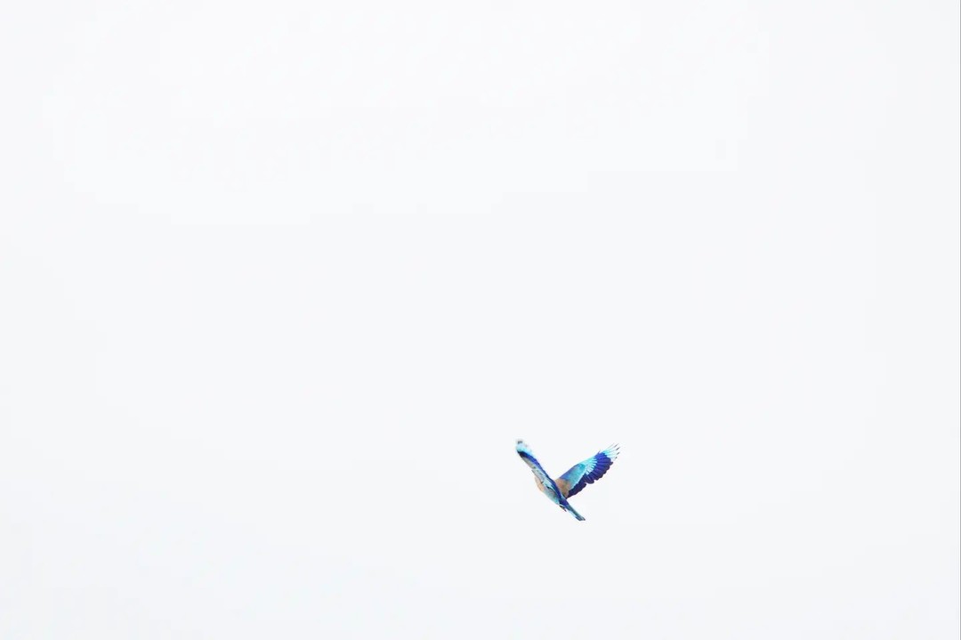 Indian Roller
