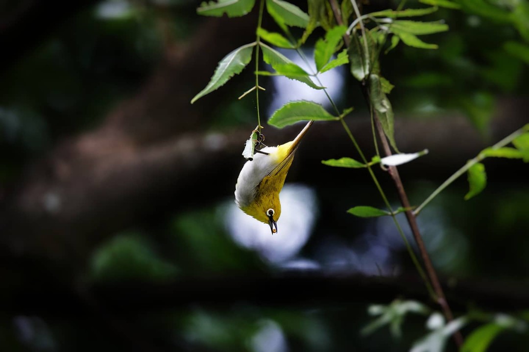 IndianWhiteEye