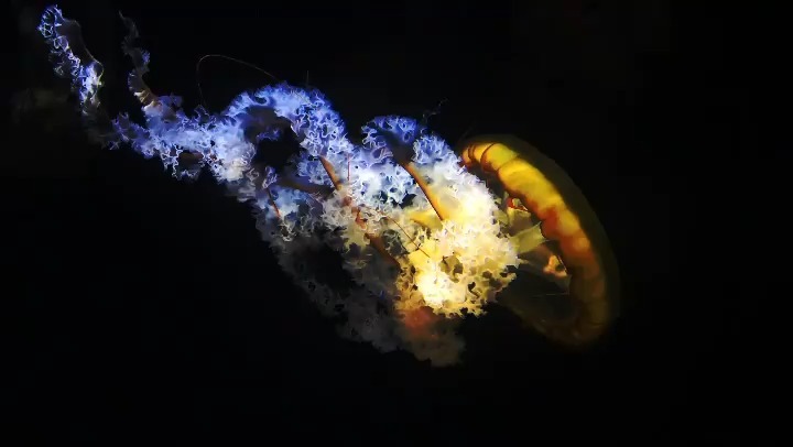 Jellyfish