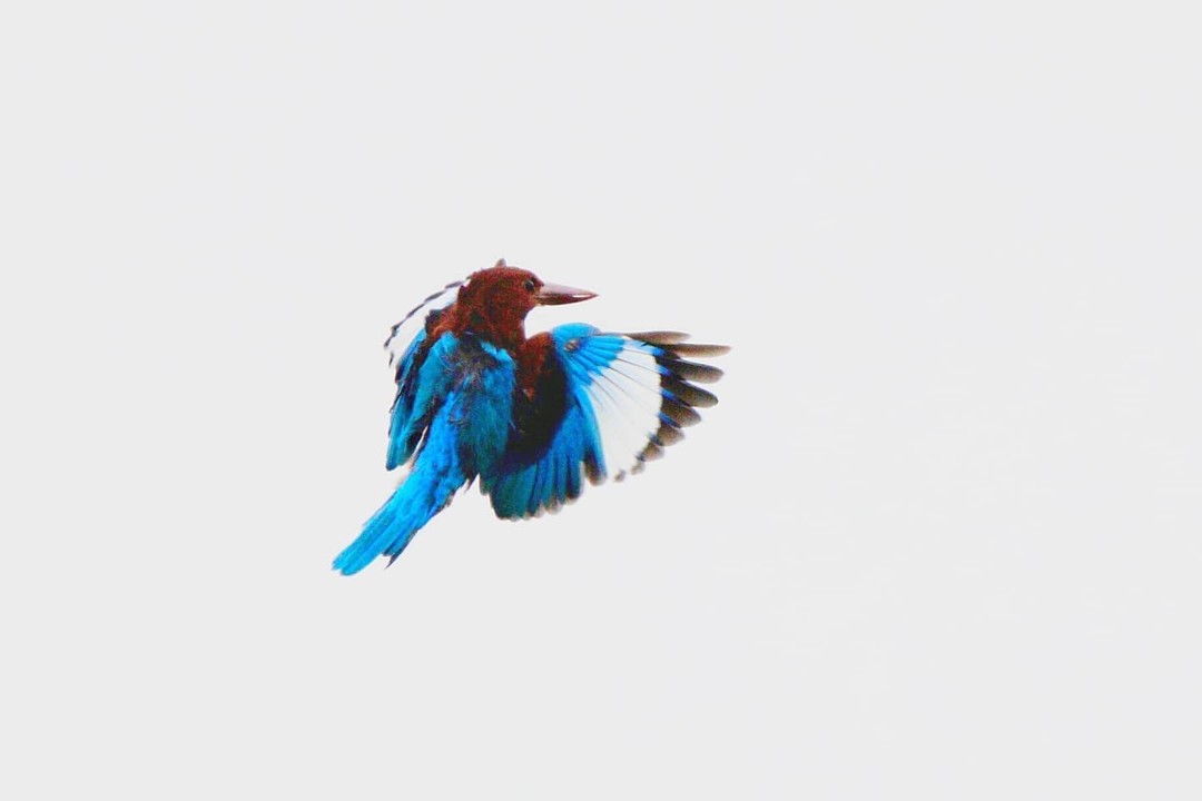 Kingfisher
