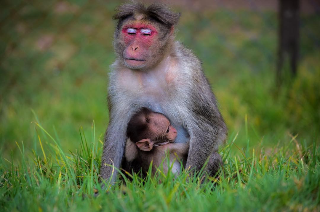 Macaque