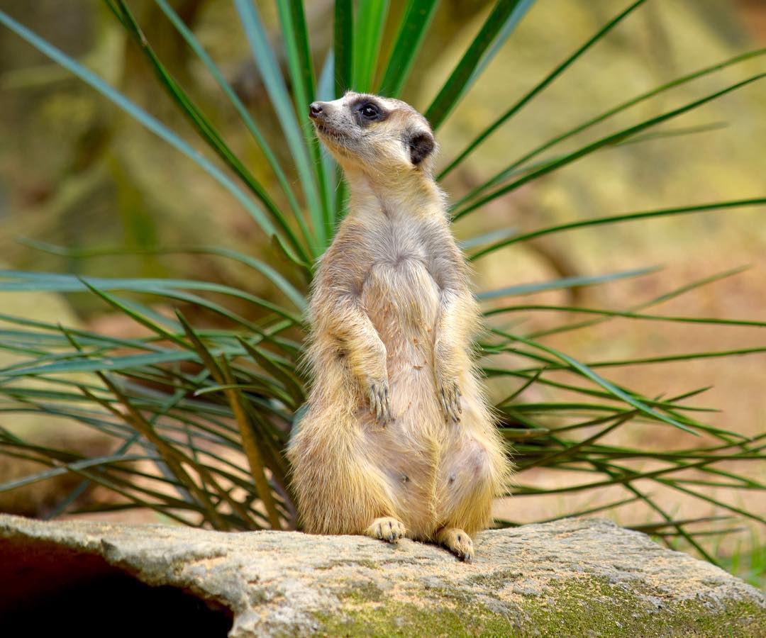 Meerkat
