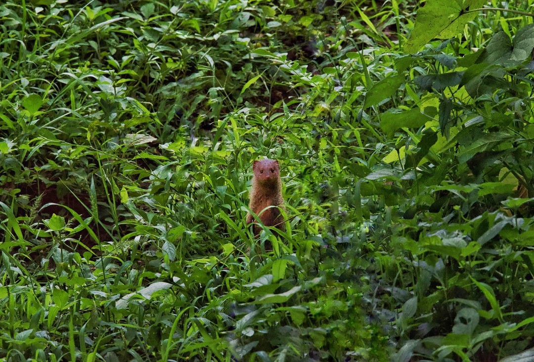 Mongoose