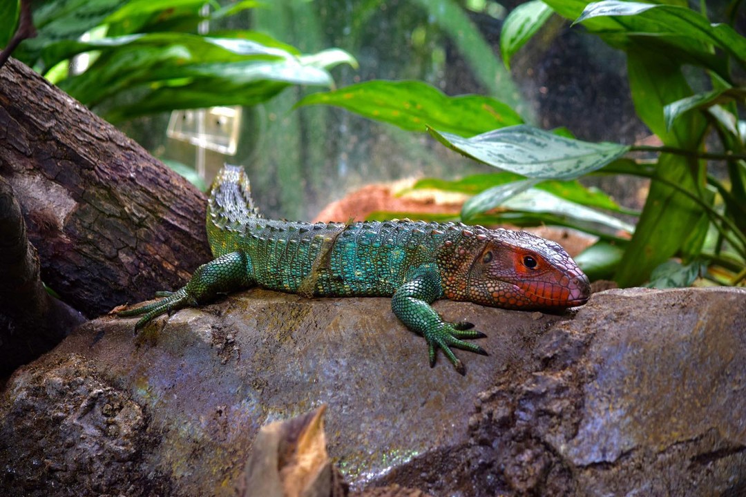Northern Caiman Lizard