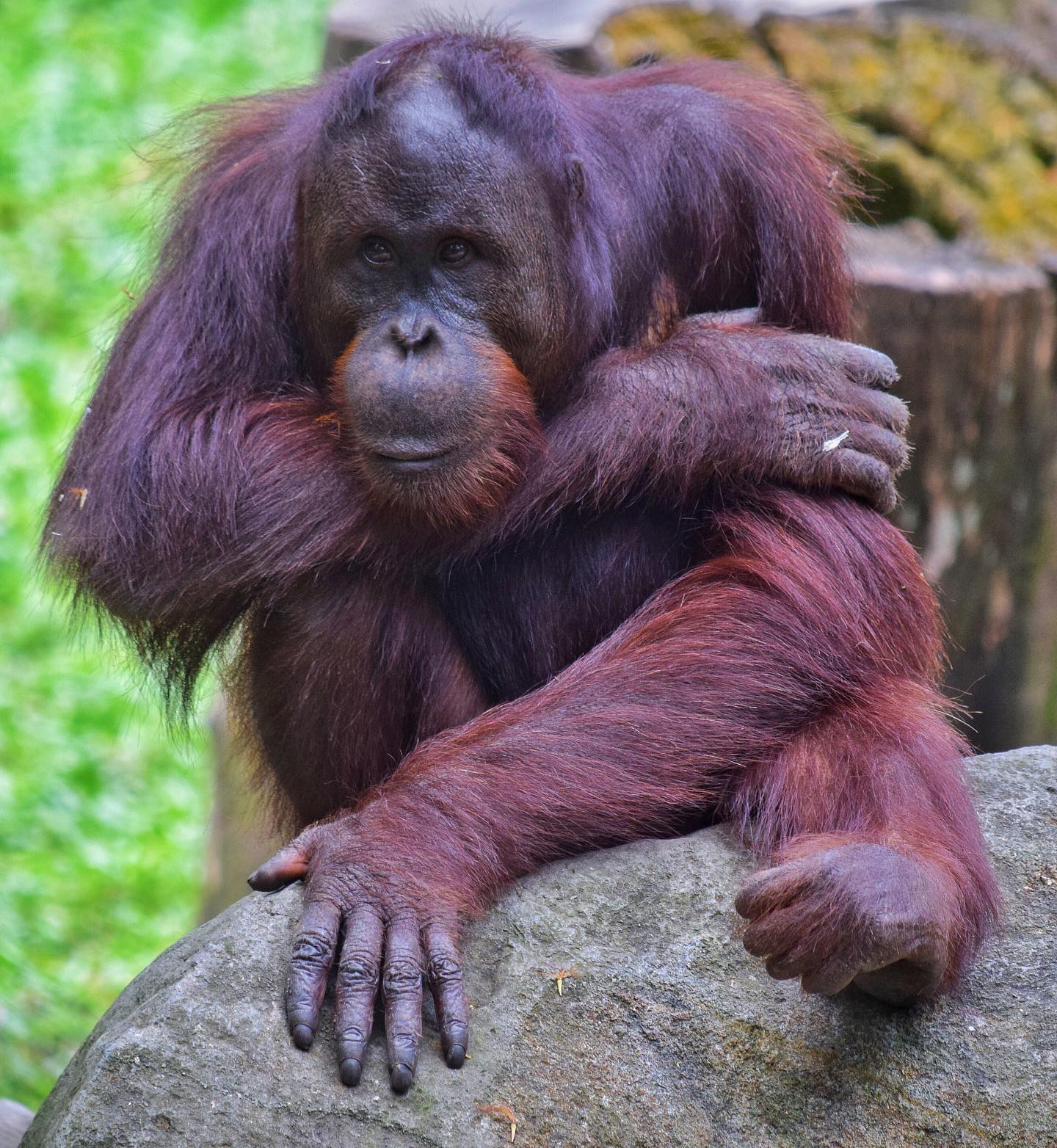 Orangutan