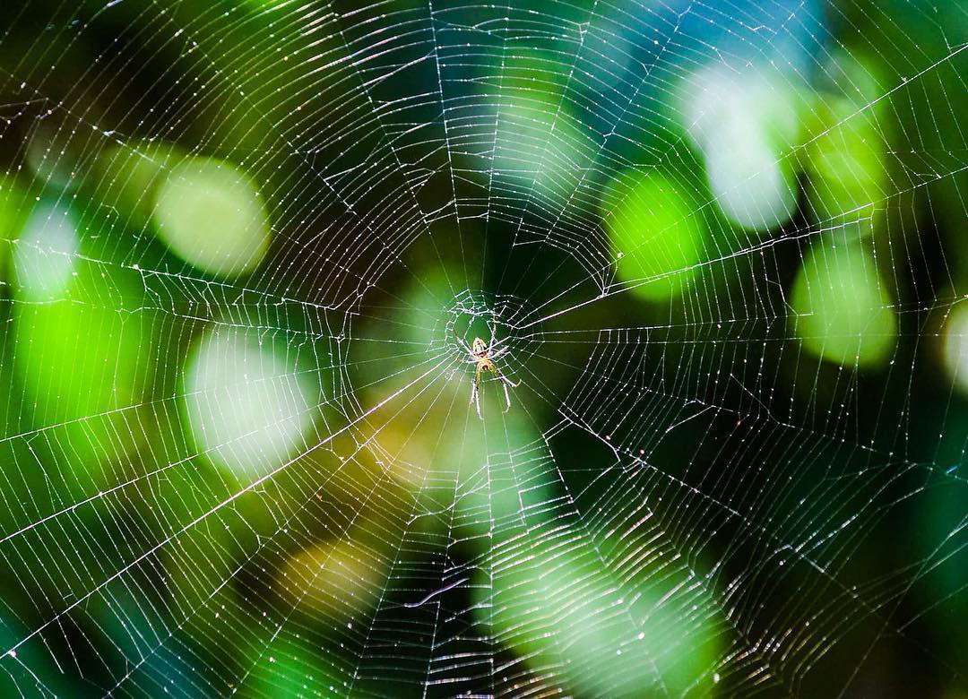 Orb-weaver Spider
