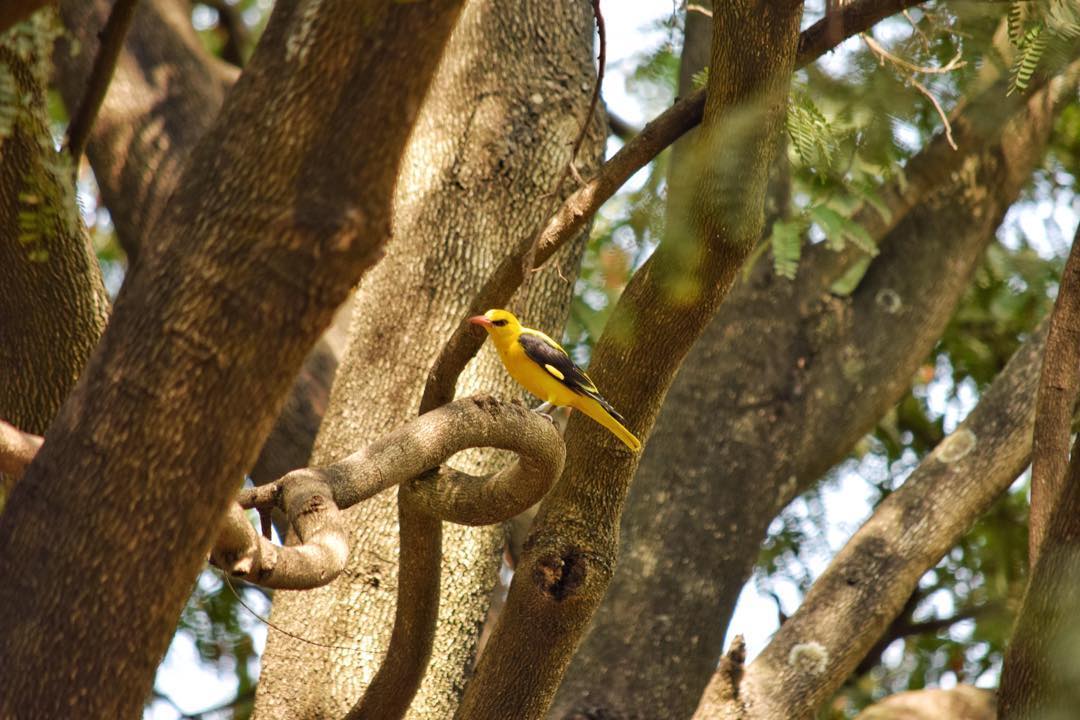 Oriole
