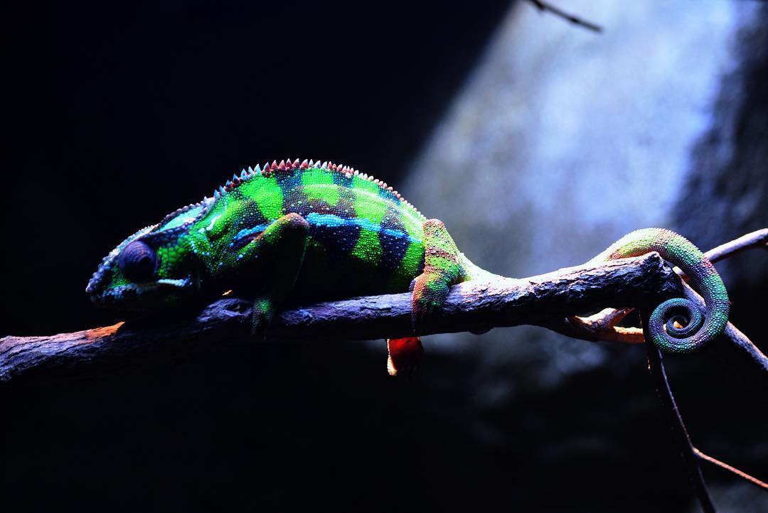 Panther Chameleon