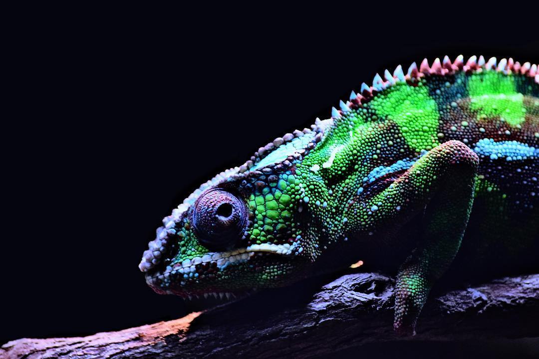 Panther Chameleon 2