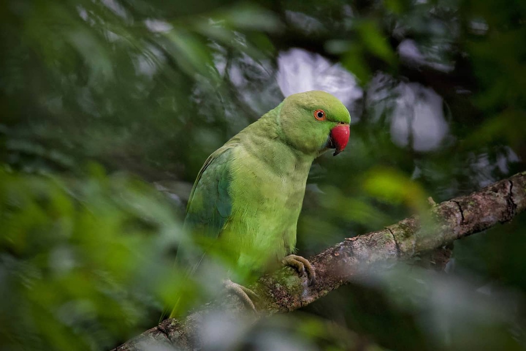 Parakeet
