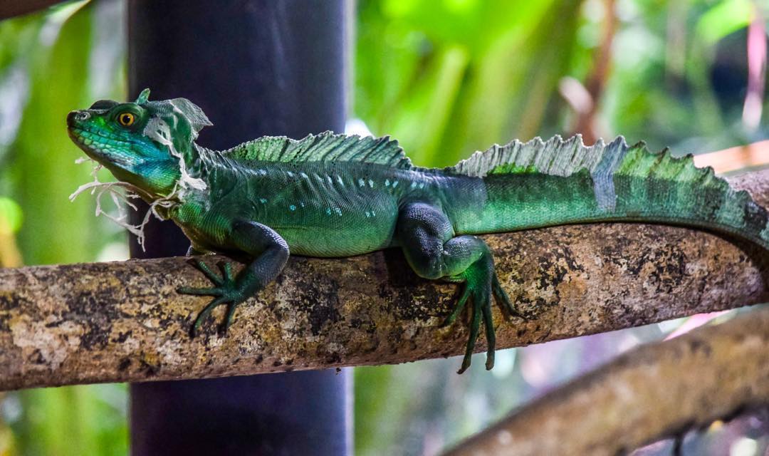 Plumed Basilisk