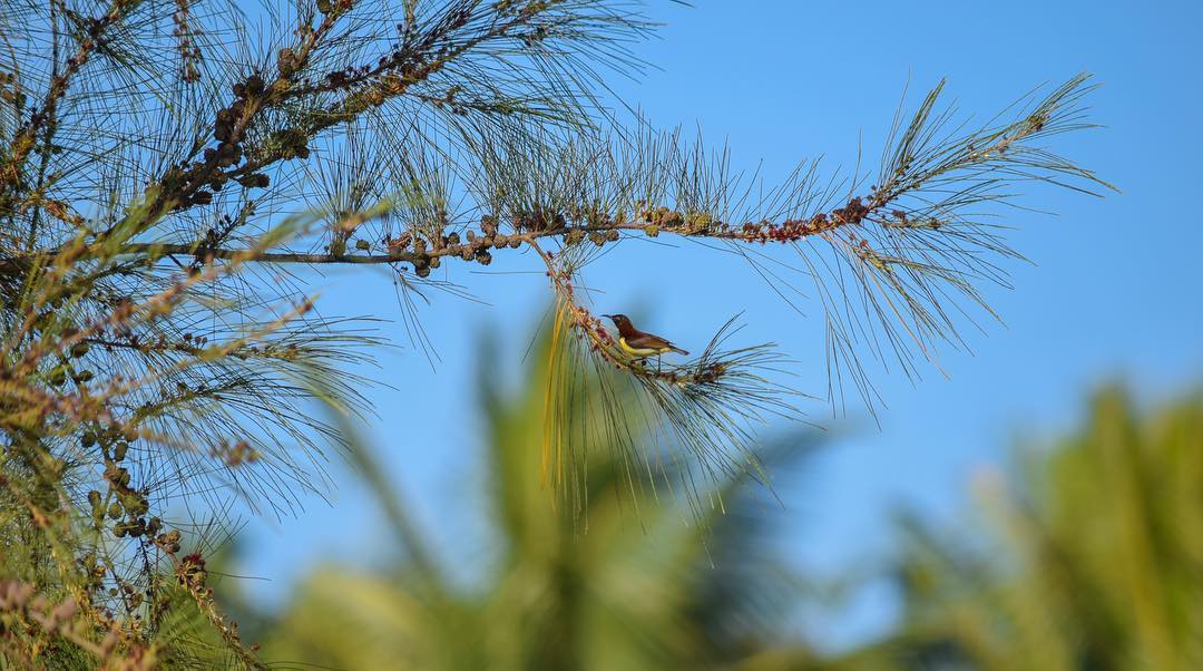 PurpleRumpedSunbird