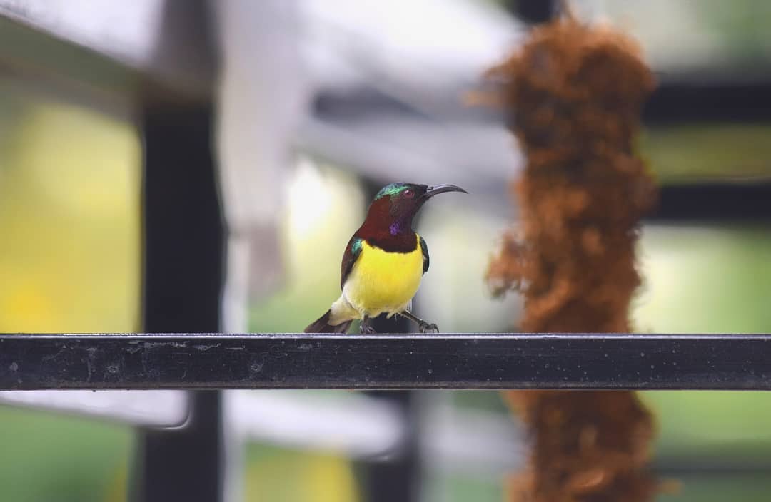 Purple Rumped Sunbird 2