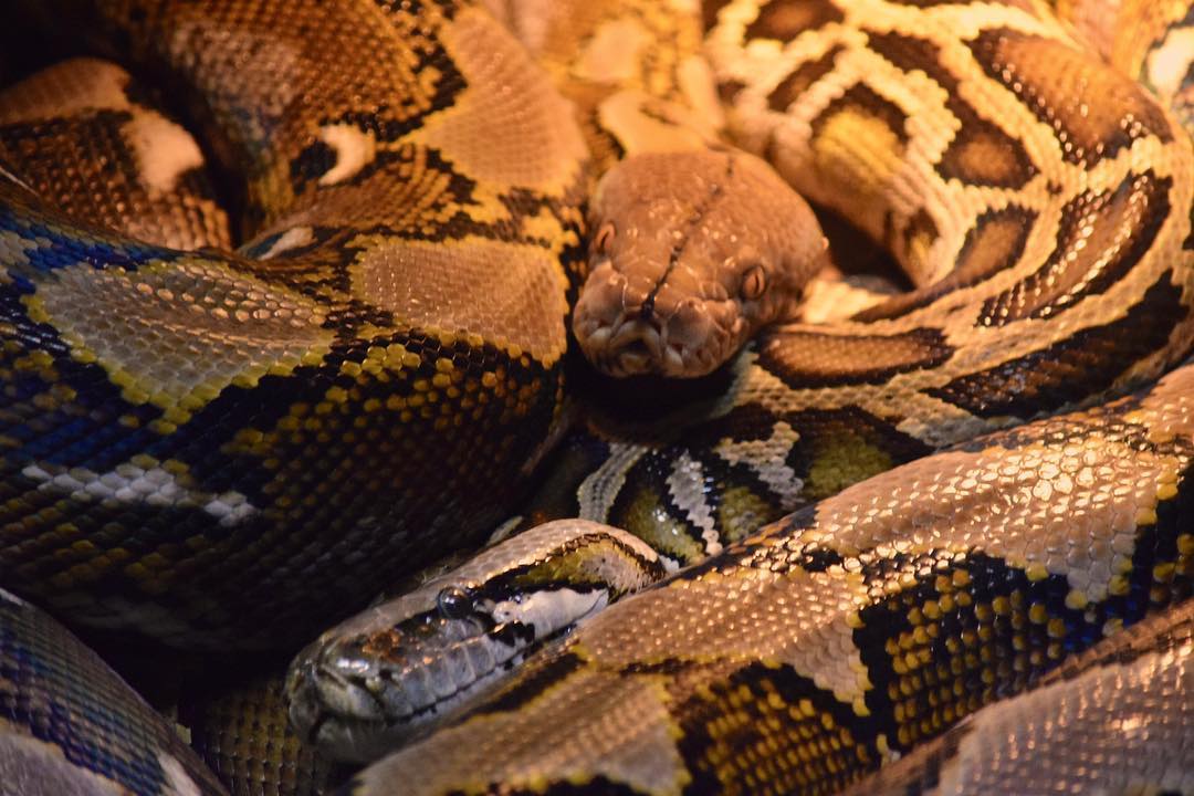 Reticulated Python