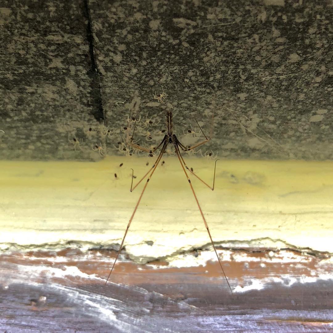 Spiderlings Nest