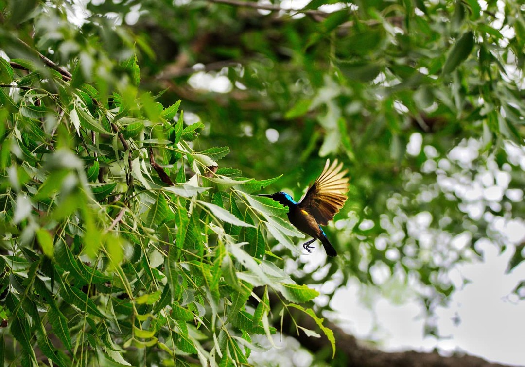 Sunbird