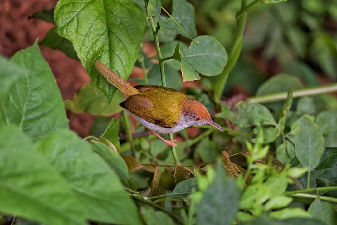 Tailor Bird