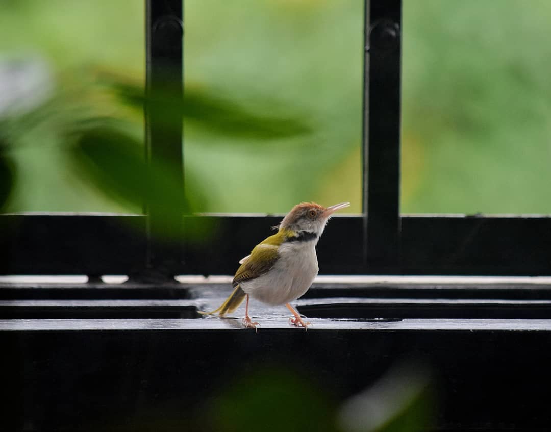 Tailor Bird 3