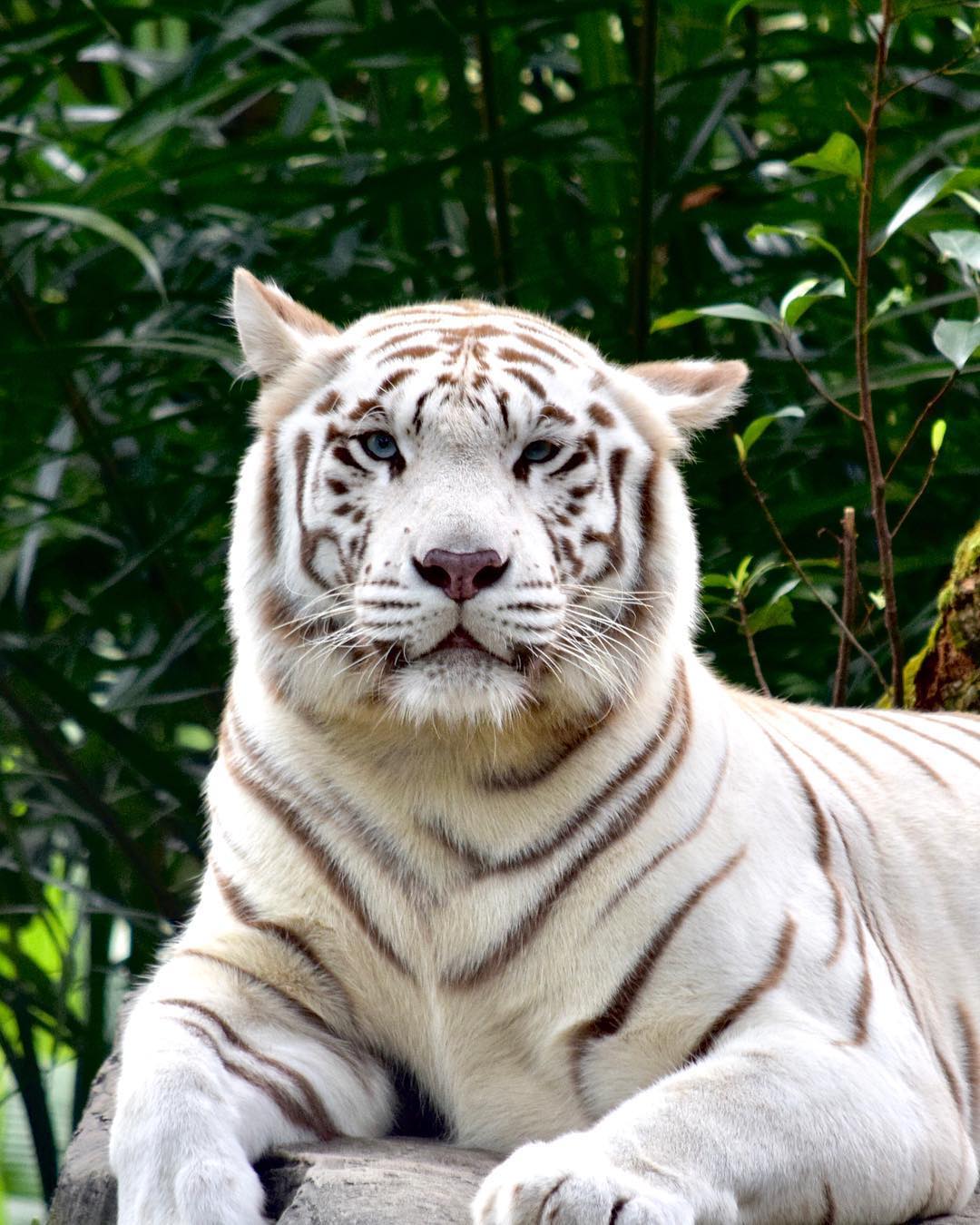 Tiger White
