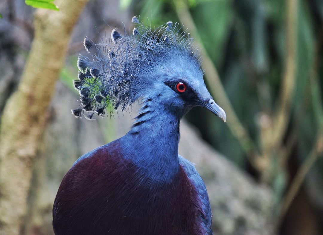 Victoria Crowned Pigeon