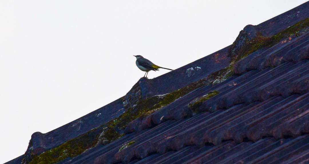 Wagtail Tile