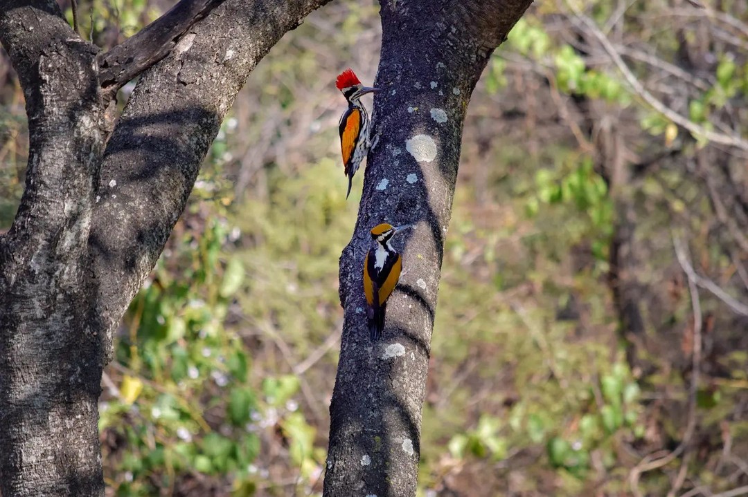 Woodpecker