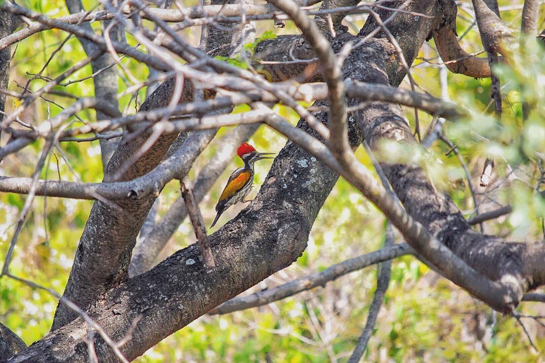 Woodpecker2