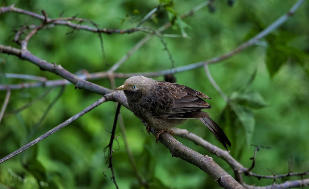 Yellow Billed Babbler